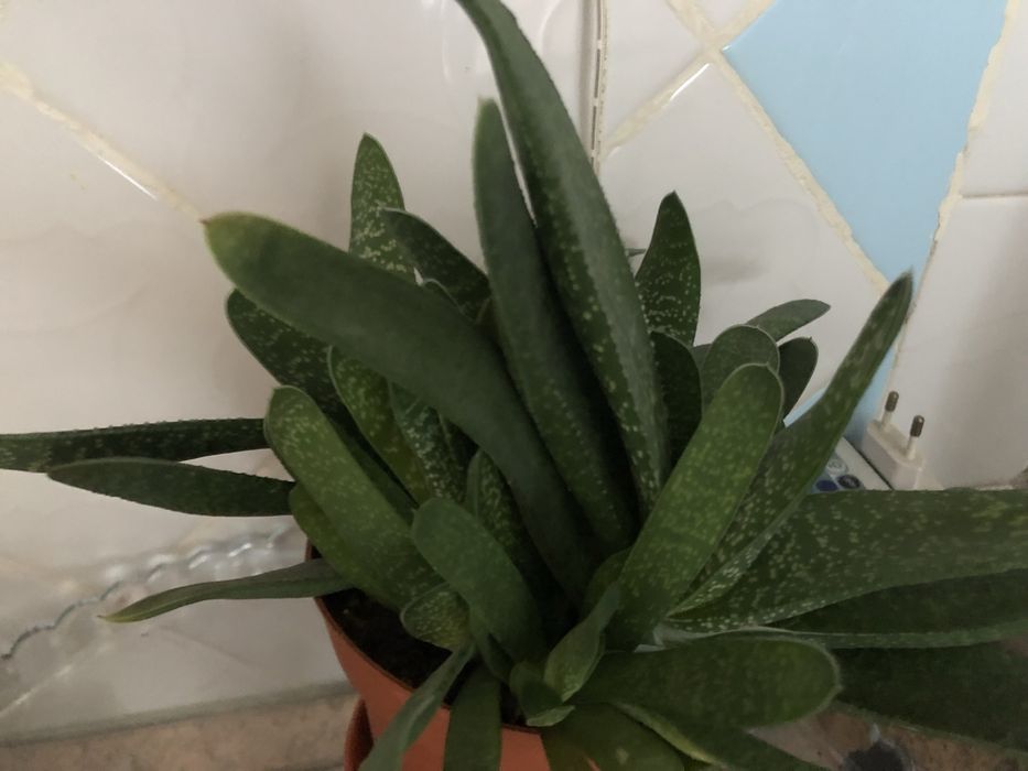 Продаю діток ґастерії рослинка