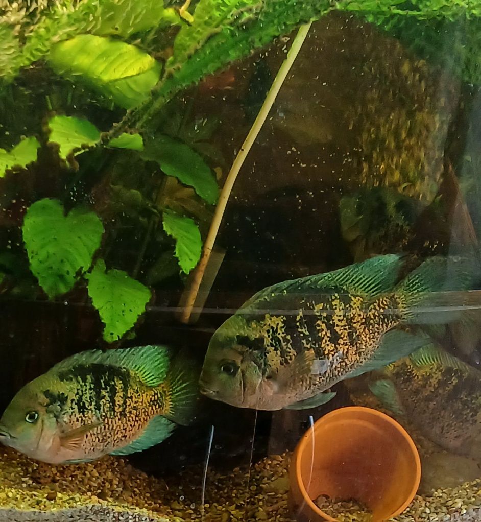 Pielęgnica Montecristo, Oscura heterospila, F1,