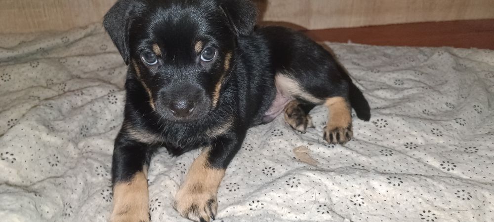 Oddam w dobre ręce szczeniaki