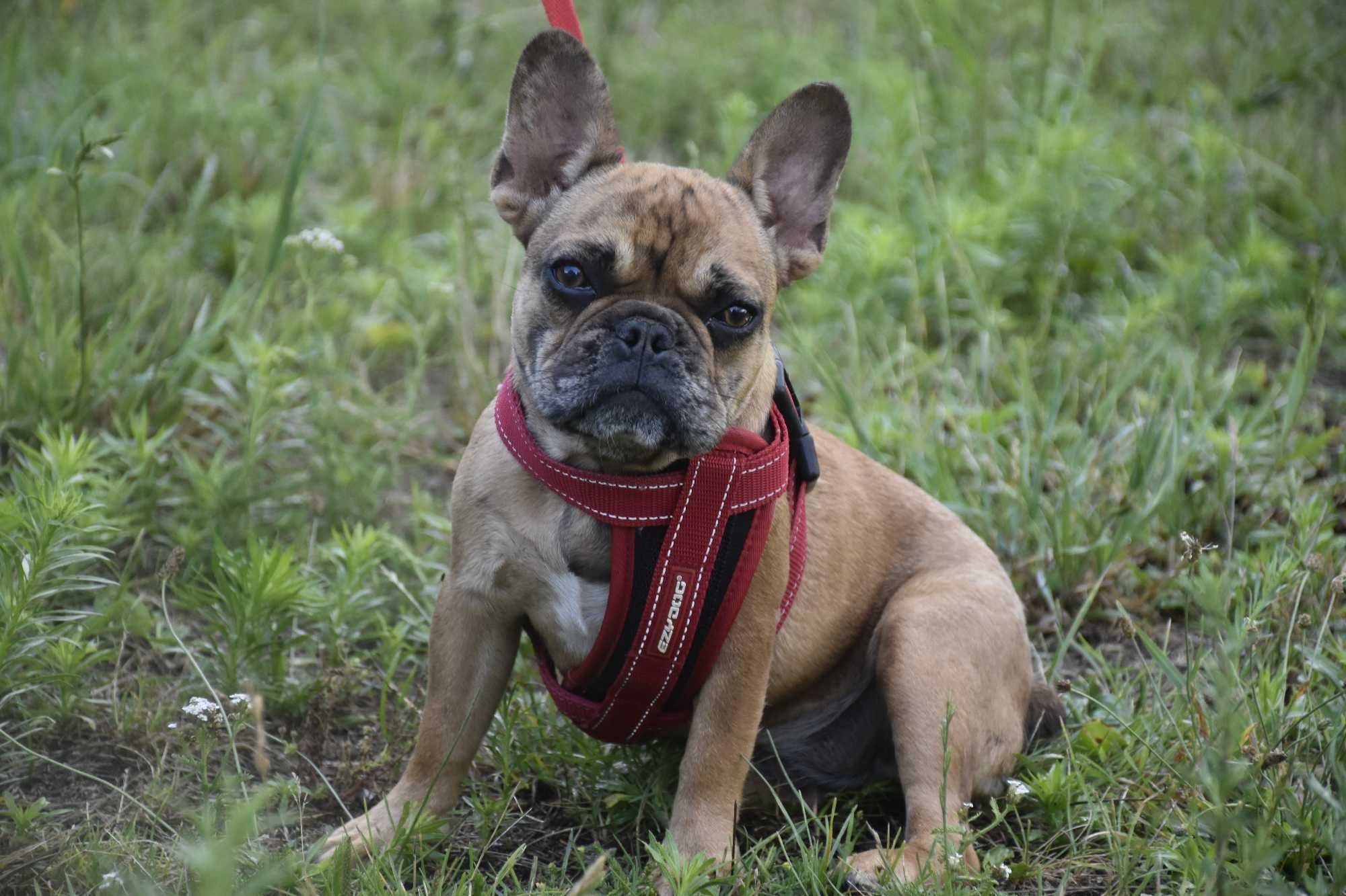 Buldog francuski wspaniała suka