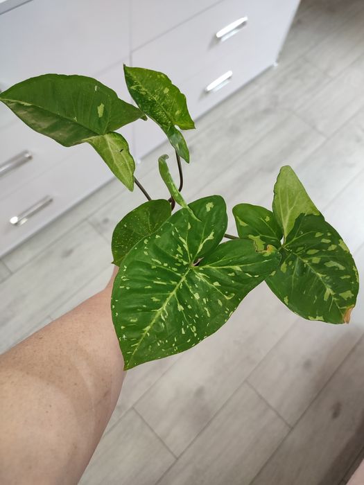 Сингониум Панда, сінгоніум Панда, Syngonium Panda