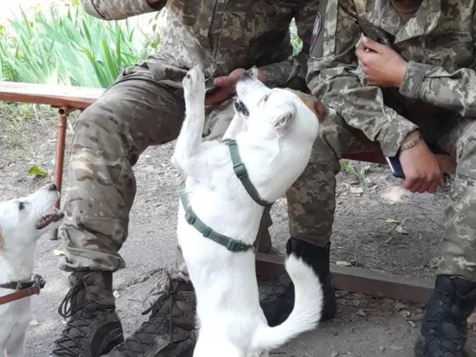В'язка Джек Рассел тер'єр КСУ
