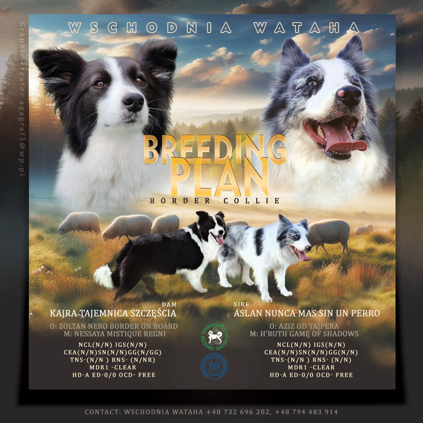 Border collie/ piesek / ZKwP