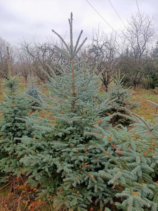 Choinki Srebrne Kaibab