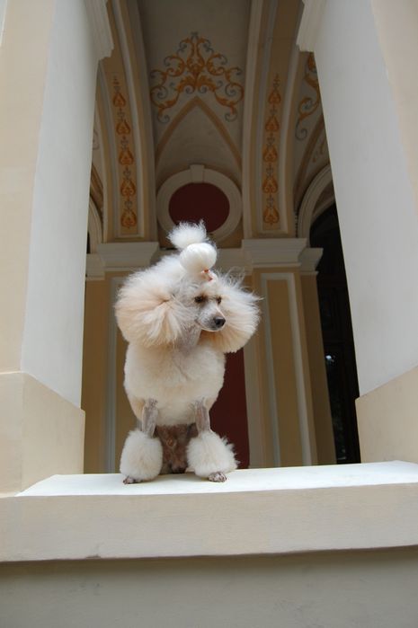 Пудель Аprikot color ВЯЗКA!! Договорная!!Стандарт FCI титулованный