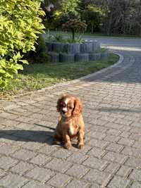 OSTATNI piesek Cavalier king charles spaniel