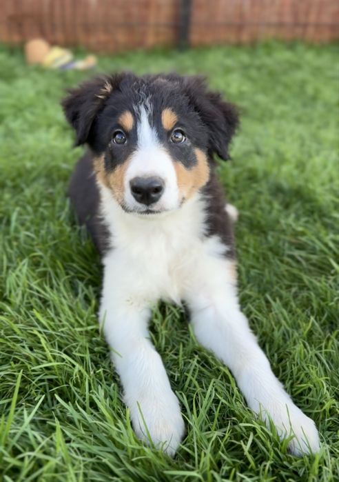 Szczeniak Border Collie Tricolor