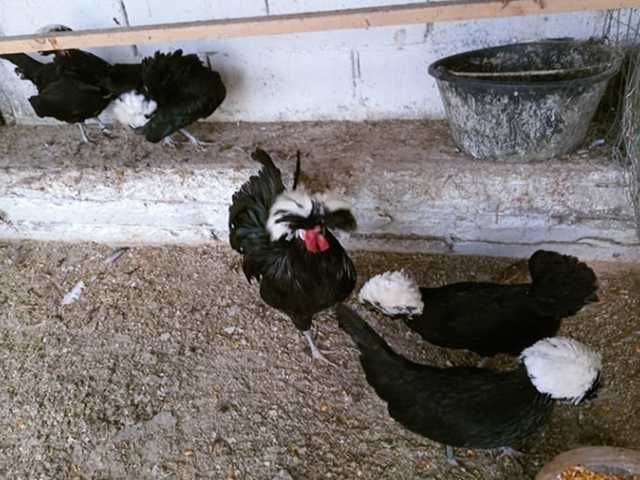 Інкубаційне яйце курей Голландська білохохла:чорна, мармурова,блакитна