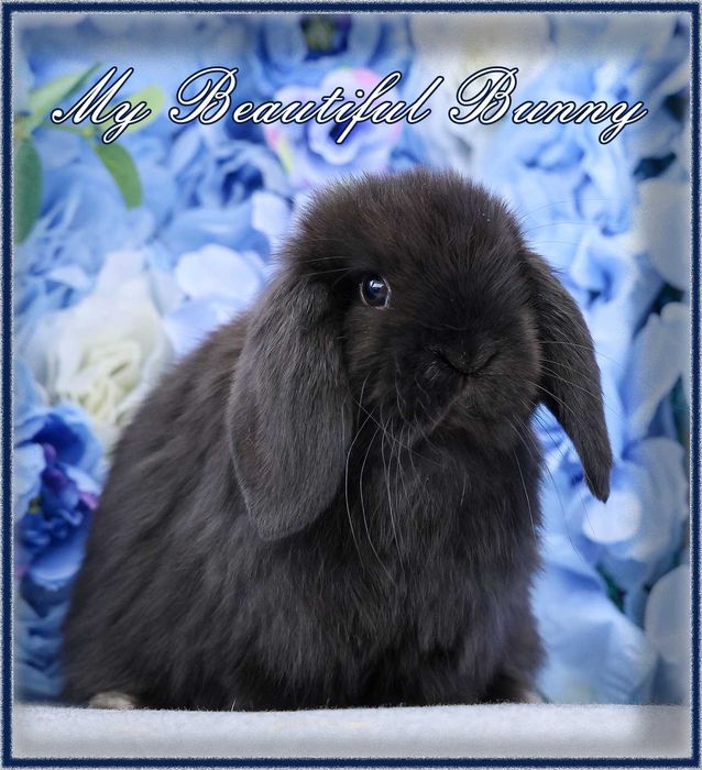 Piękny Młody Królik Mini Lop - Black