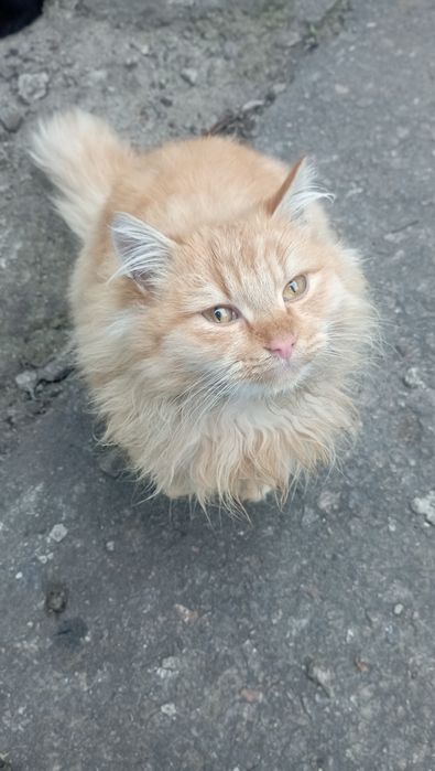 Отдам бесплатно котят, по 6 месяцев. Два мальчика и две девочки