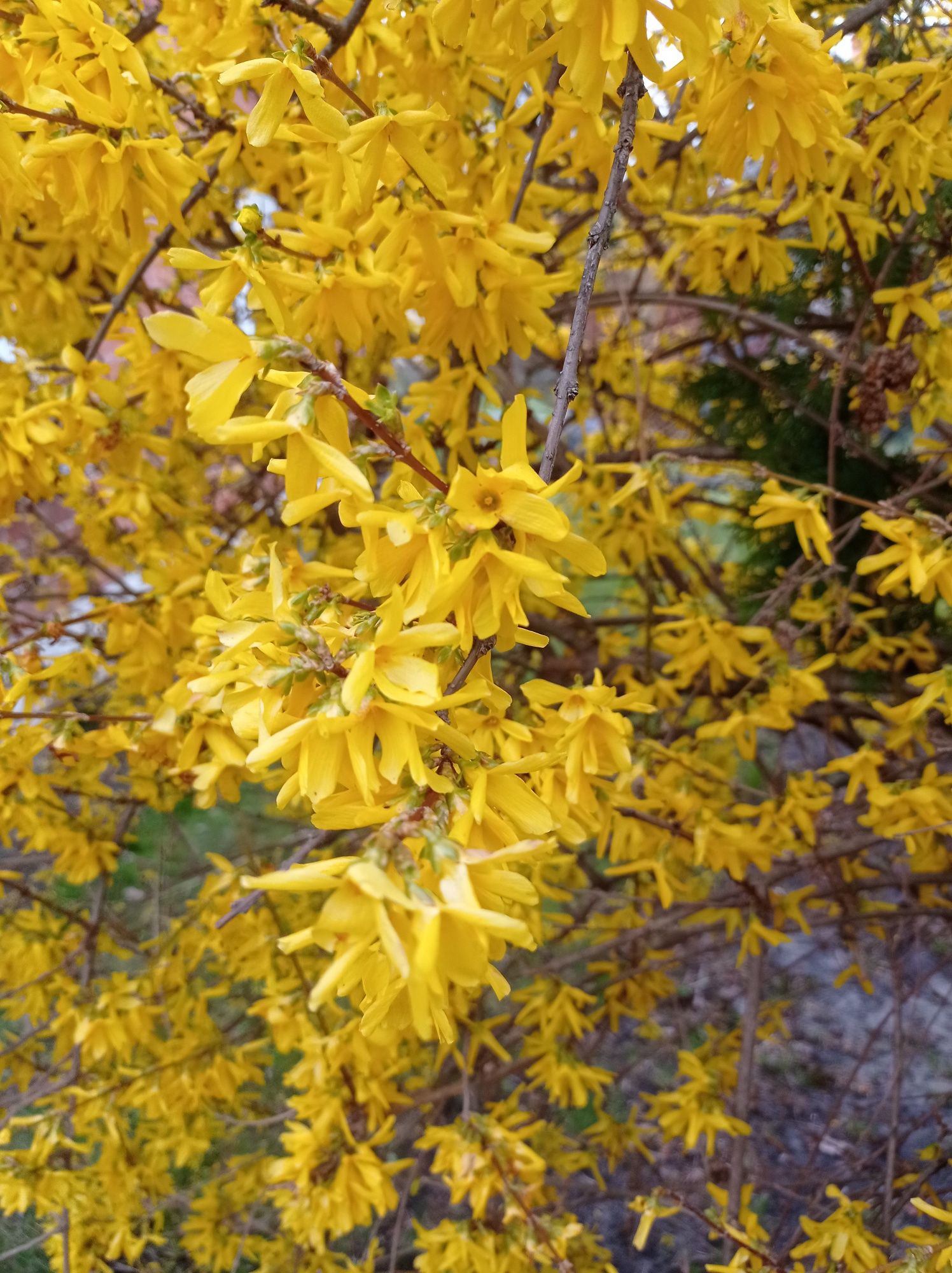 Syrop z kwiatów forsycji z cytryną (lub anginką i cytryną) sprzedaż/wy