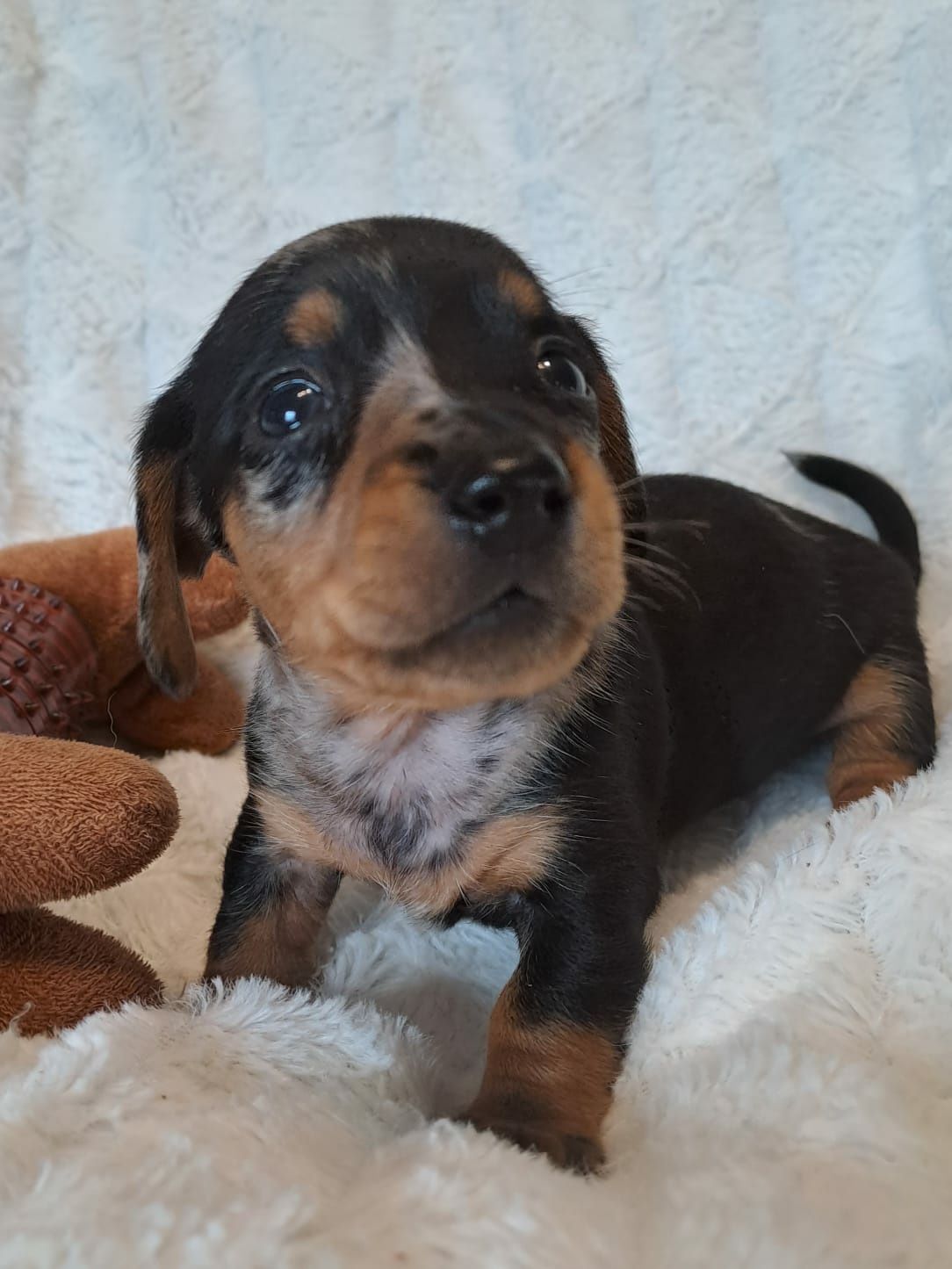 **CEKIN**jamnik miniaturowy black merle krótkowłosy zarezerwowany