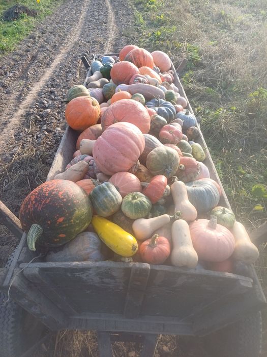 Dynie  różne odmiany