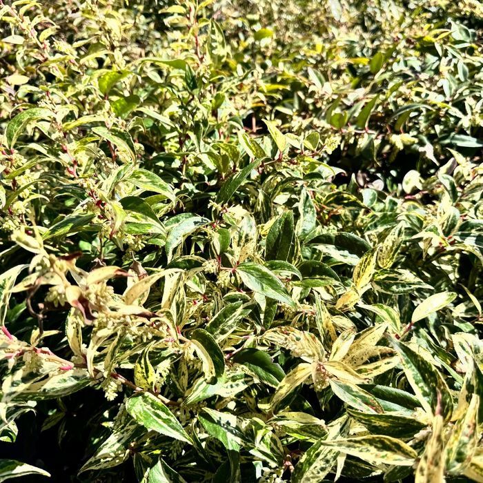 Kiścień wawrzynowy 'Makijaż' DUŻY doniczka 5.0L (Leucothoe)