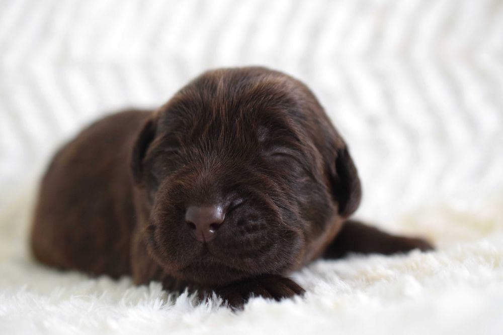 Cudowny szczeniak Labrador Retriever FCI