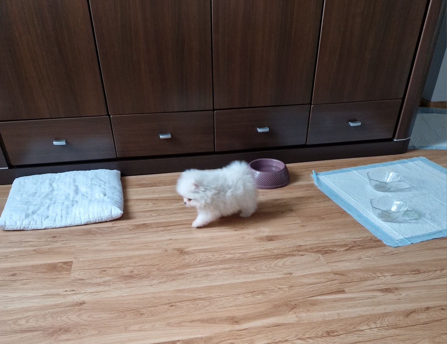 Śliczny mały SZPIC Miniaturowy