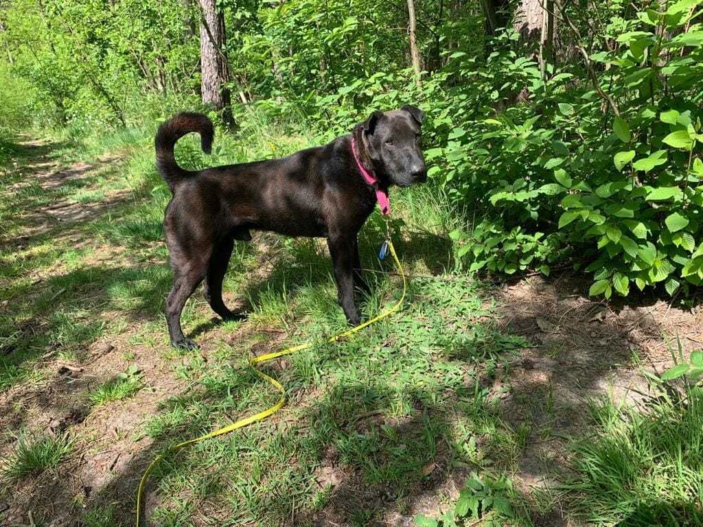 Buddy-Piękny przyjazny pies w typie Shar Pei szuka domu