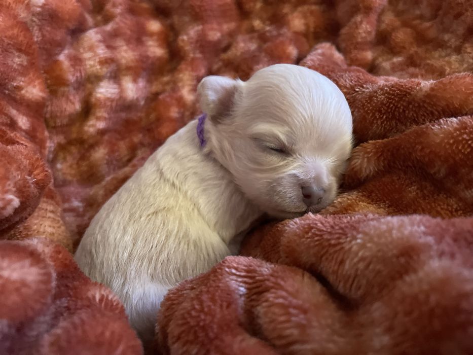 ***Chihuahua dlugoslowa XXS*** ZKwP/FCI***