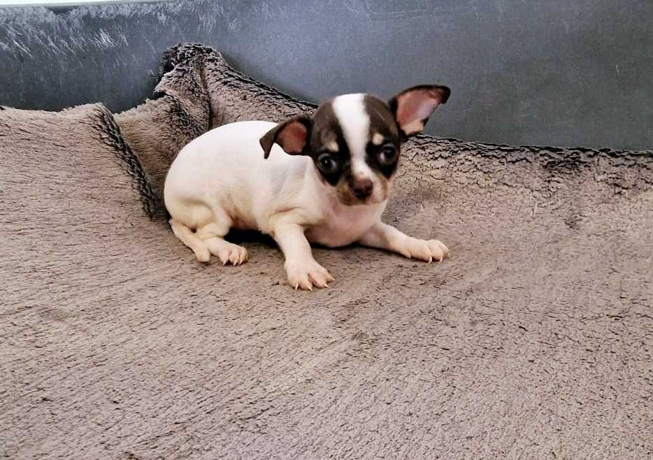 Chihuahua Fêmea Cor Chocolate