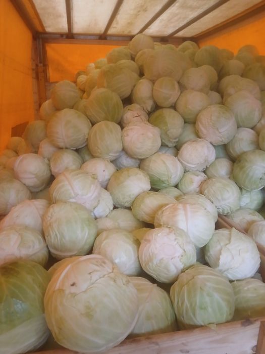 Kapusta szatkowana z własnej uprawy