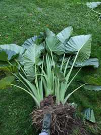 Alocasia macrorrhiza (Alokazja olbrzymia), alokazja