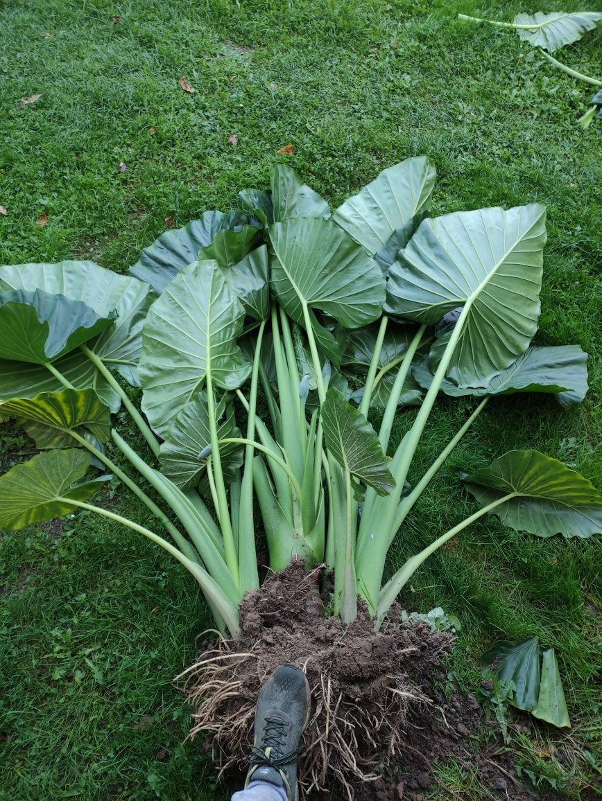 Alocasia macrorrhiza (Alokazja olbrzymia), alokazja