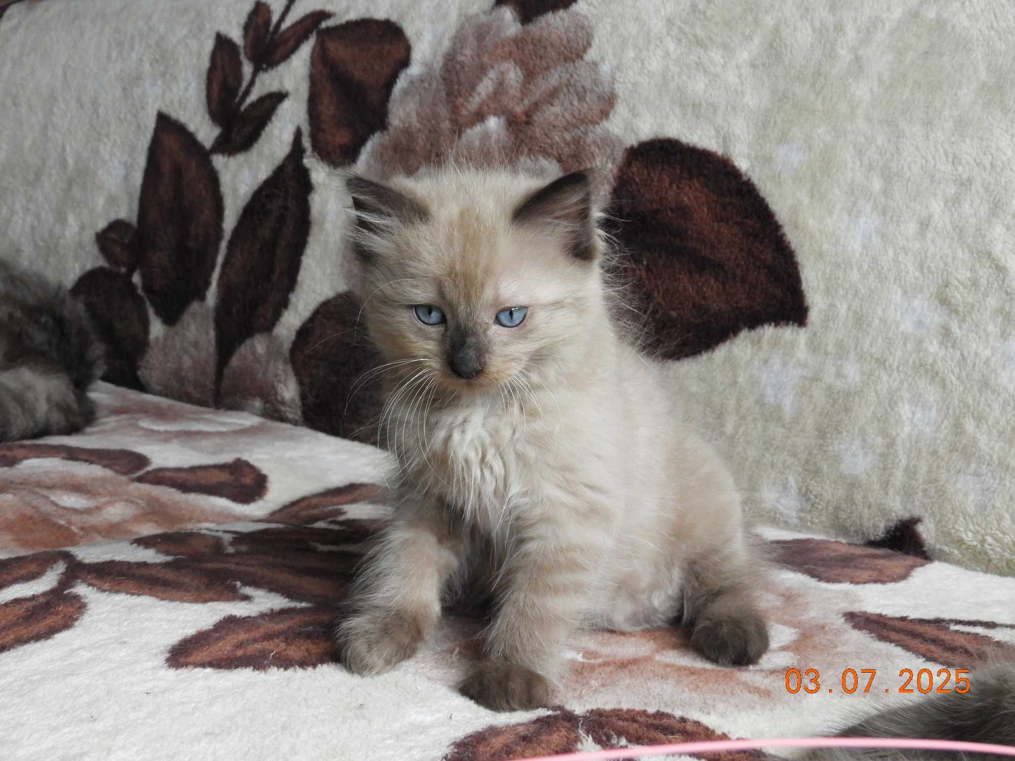Ragdoll kocurek Mink czekolada rodowód międzynarodowy TICA.