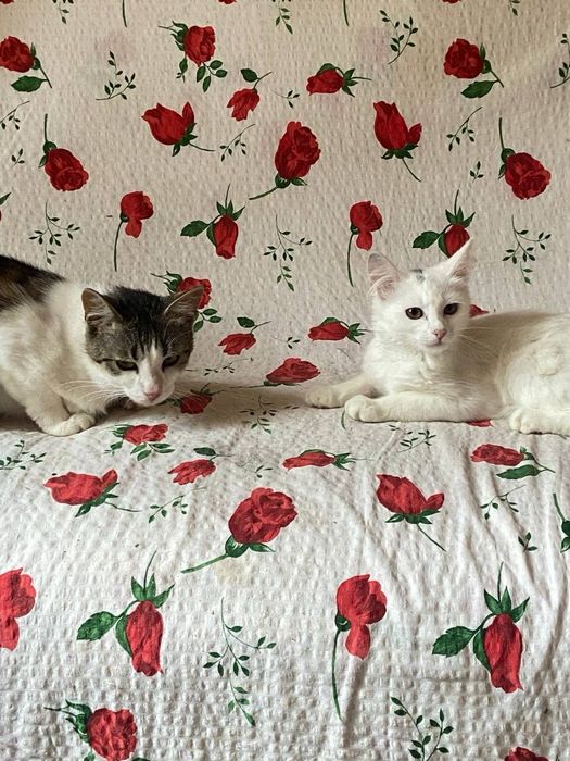 Кошенята , котики