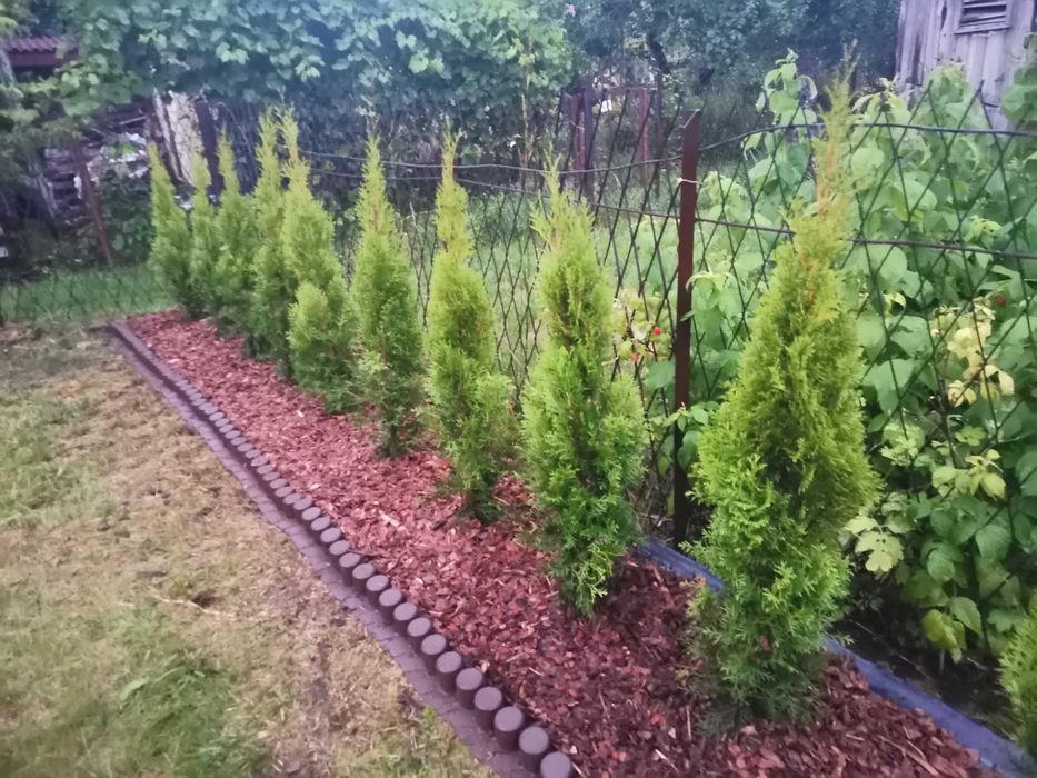 Thuja Smaragd Szmaragd zagęszczana sadzenie transport 100% przyjęcia