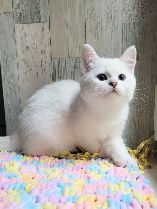 Британские котята серебристая шиншилла поинт
