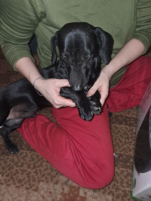 Отдадим таксы очень дёшево, все мальчики