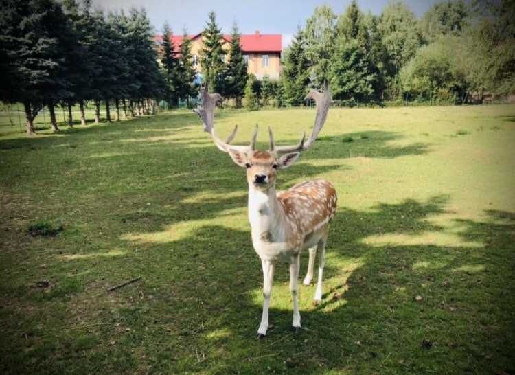 Sprzedam daniele linii węgierskiej