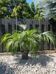 Palma kentia (kencja) howea