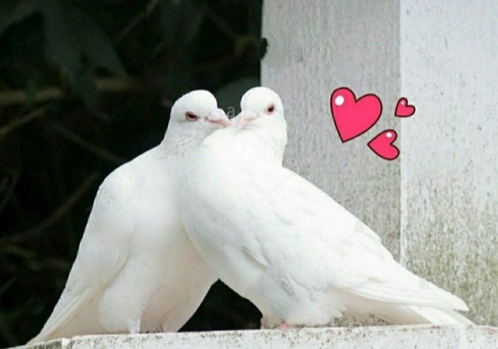 Białe gołębie na ślub