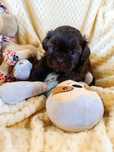 Shih tzu Salonowe Piesek