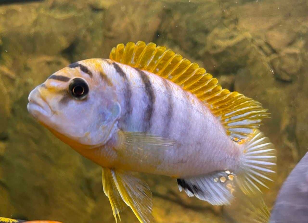 Pyszczaki Labidochromis Hongi Sweden możliwa wysyłka