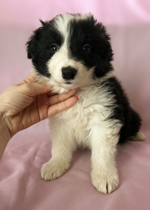 Border Collie piesek Kiler
