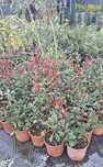PHOTINIA (Photinia frasieri)