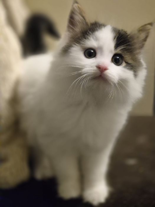 Koty za darmo kociaki