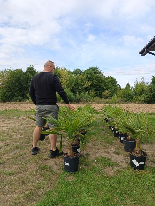 Palma mrozoodporna Trachycarpus fortunei, szorstkowiec, wysyłka kurier