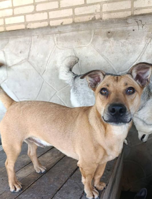 Коротколапий собачка Том шукає дім! Кастрований, вакцинований