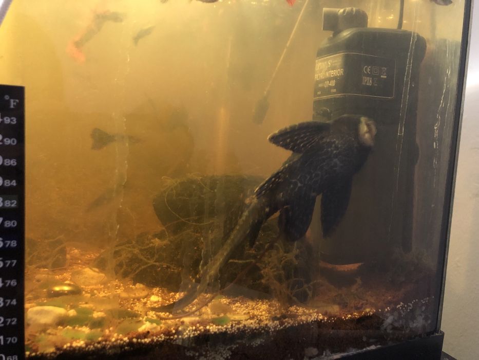 Peixe limpa vidro