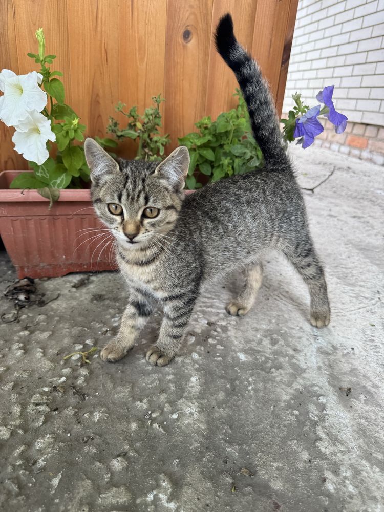 Кошенята в пошуках родини