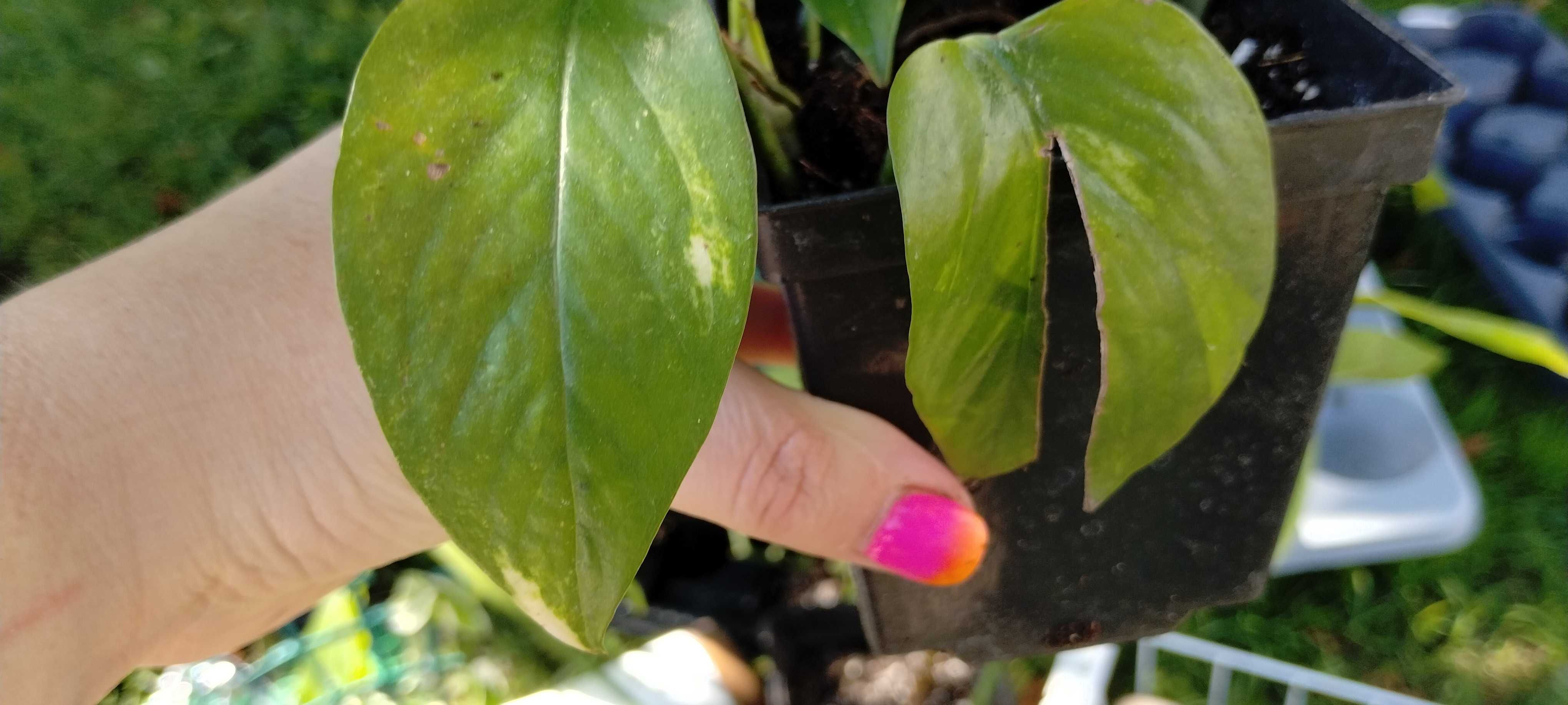 zestaw roślin nr2(5szt) epipremnum, philodendron, monstera