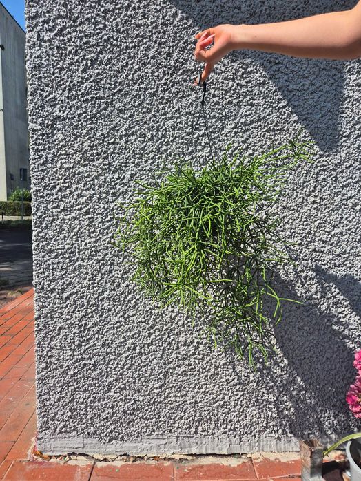 Rhipsalis Patyczak 60cm