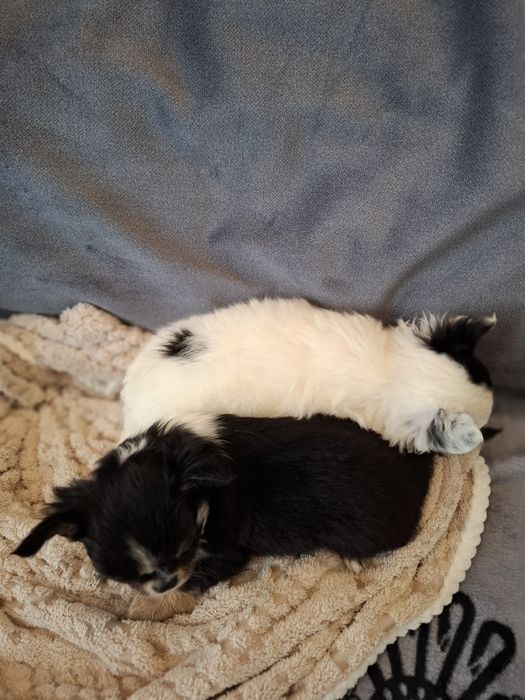 Uroczy długowłosy piesek chihuahua