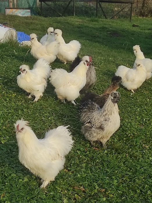 Silki USA 7-miesięczne