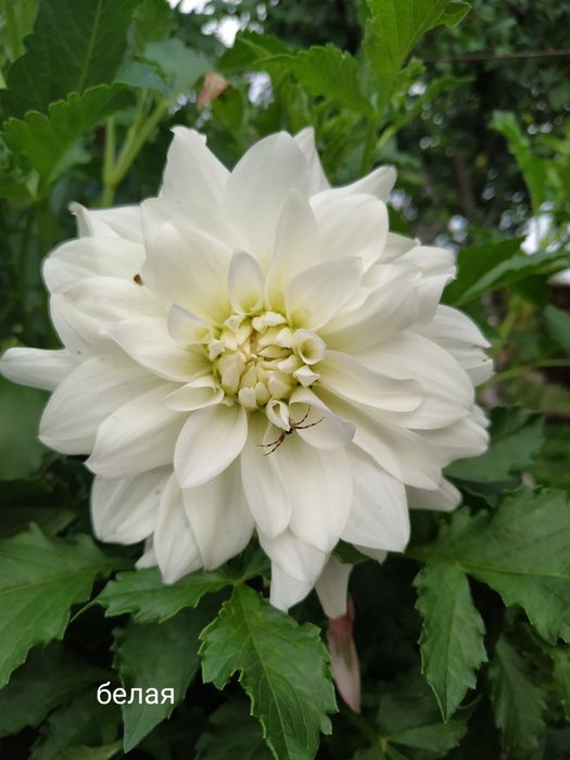 Клубні георгіни (жоржини)