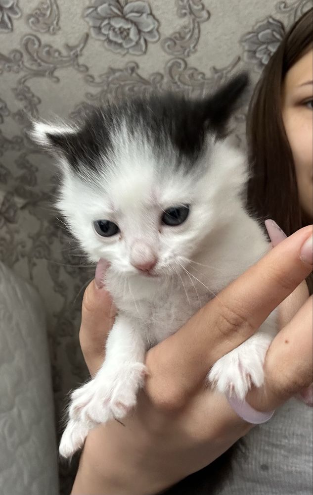 Наймиліші котенята