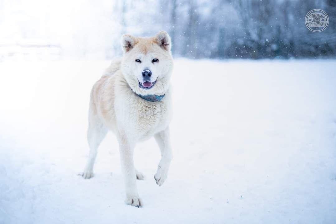 Suczka akita Manilly szuka domu